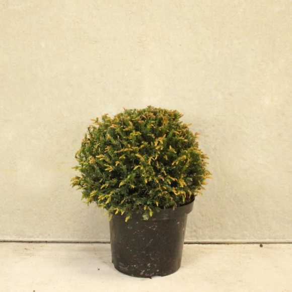 English Yew Topiary Ball 40/45cm 15L